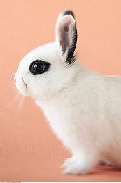 战略RPG《三角战略》中文最终宣传片分享